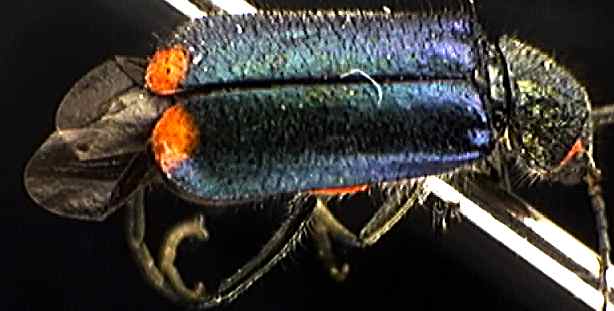 Malachius bipustulatus